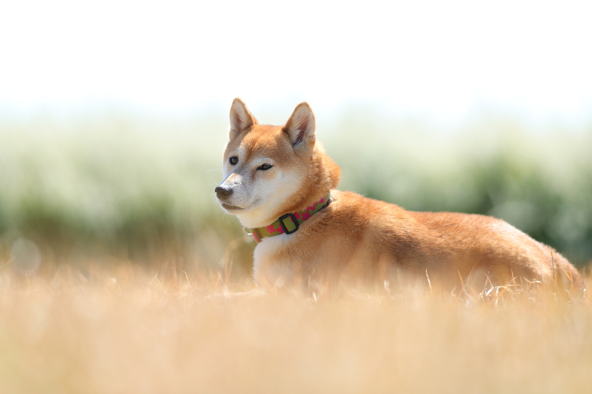 f:id:oneday71:20190324153707j:plain f:id:oneday71:20190324153707j:plain