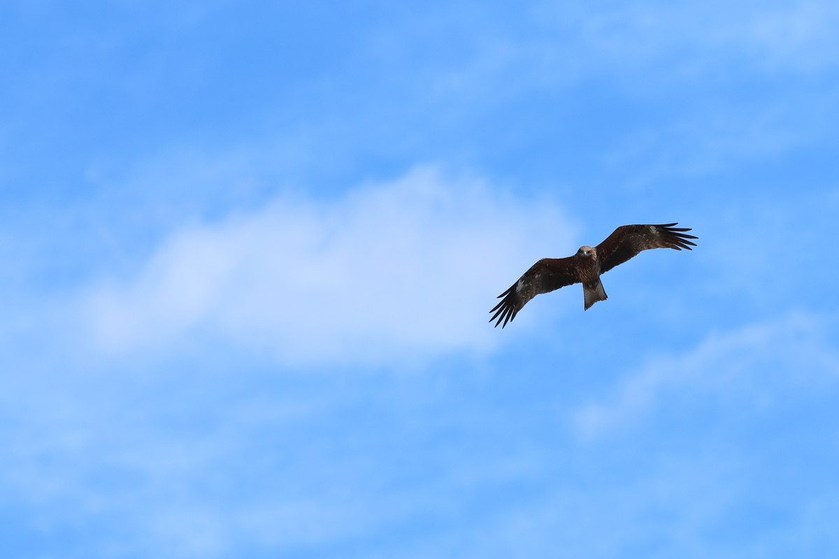 f:id:oneday71:20190331171817j:plain f:id:oneday71:20190331171817j:plain