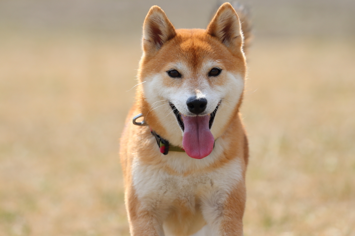 f:id:oneday71:20190402131532j:plain