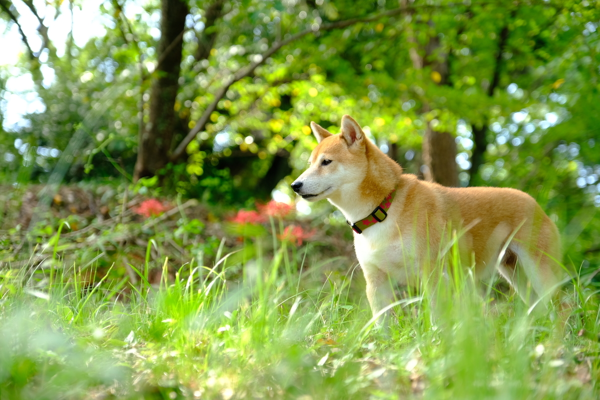 f:id:oneday71:20190403143058j:plain f:id:oneday71:20190403143058j:plain