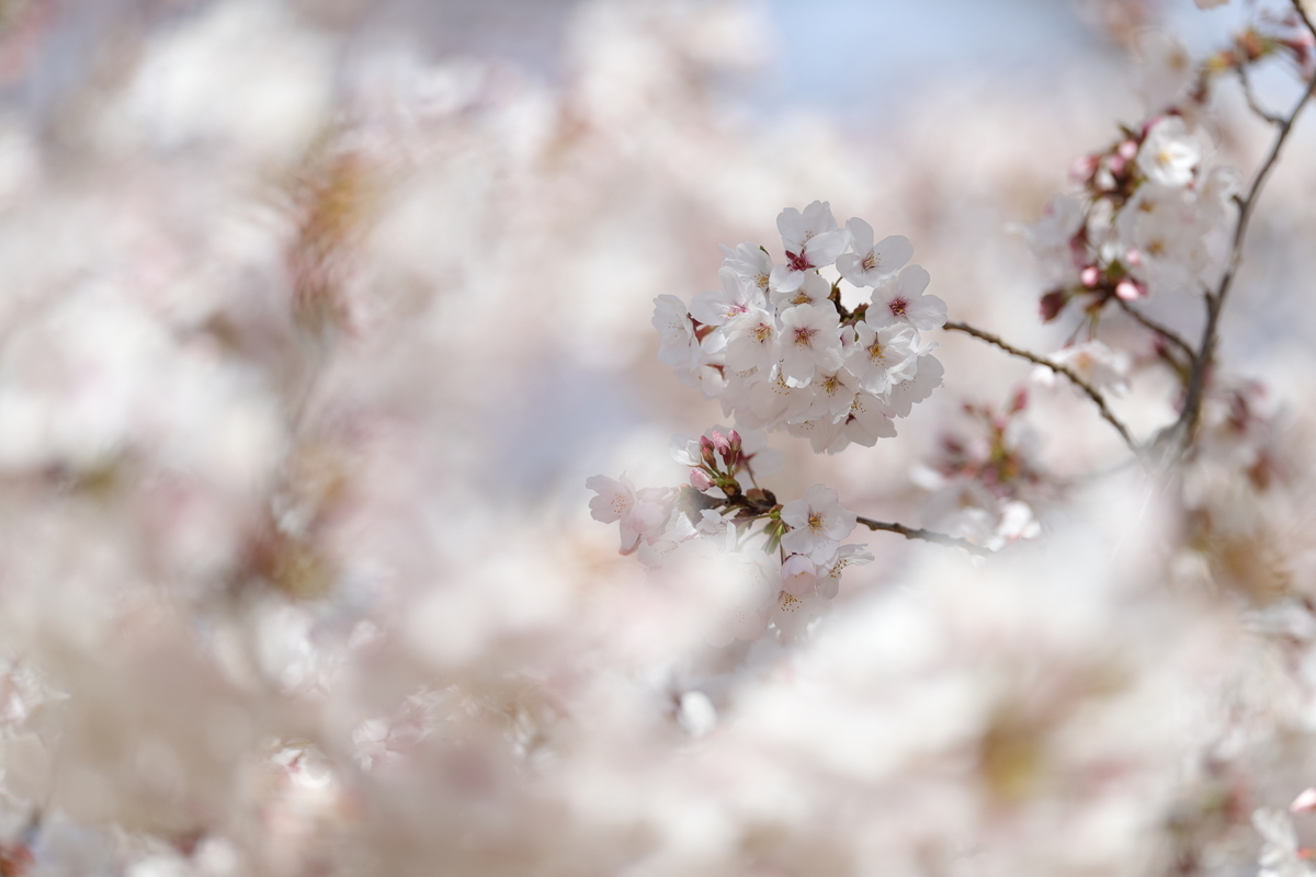 f:id:oneday71:20190405171906j:plain