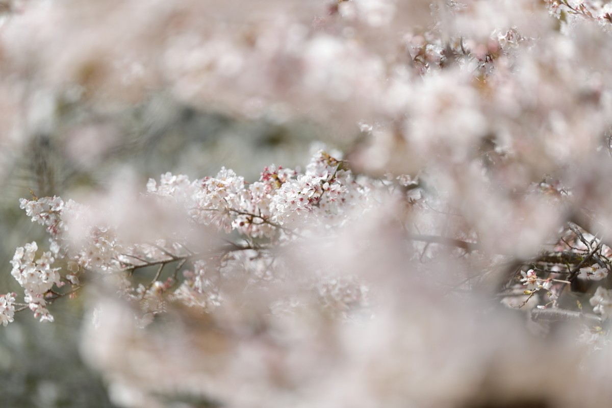f:id:oneday71:20190405172545j:plain