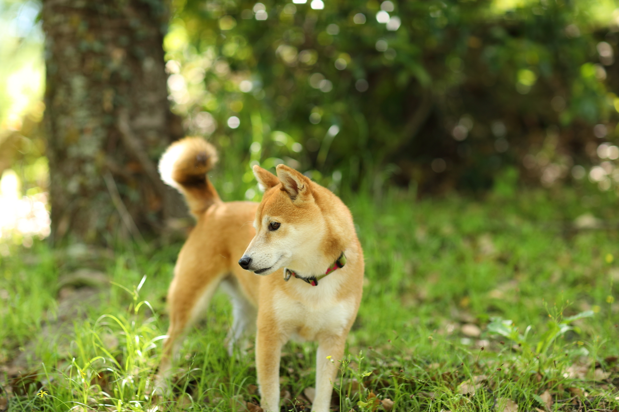 f:id:oneday71:20190511145151j:plain f:id:oneday71:20190511145151j:plain