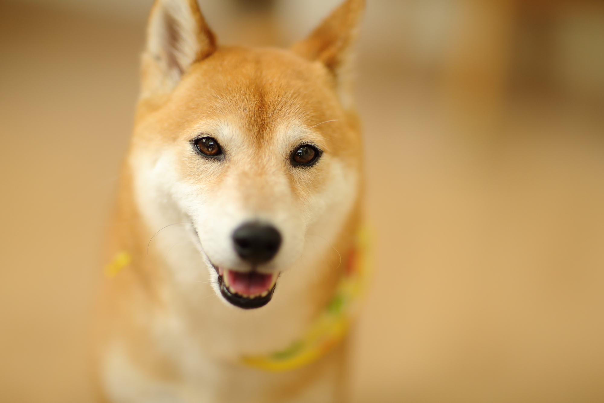 f:id:oneday71:20190517133417j:plain