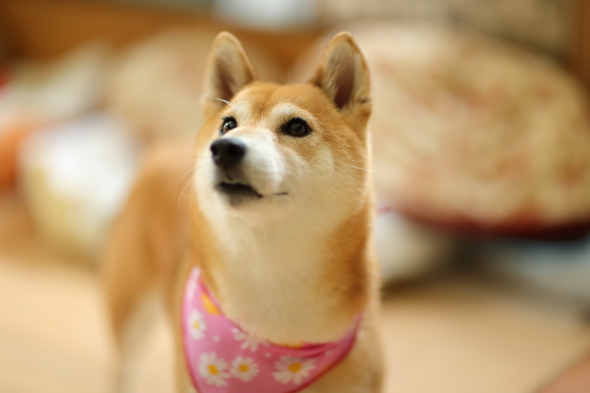 f:id:oneday71:20190517133422j:plain