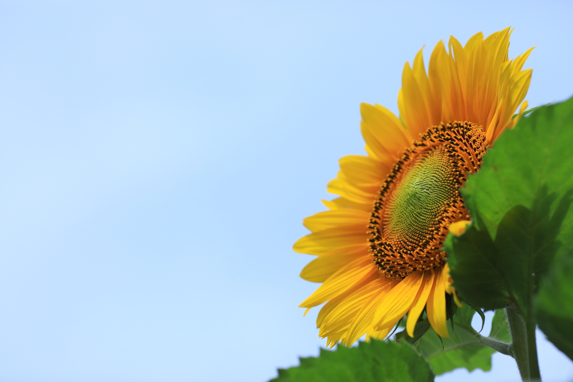 f:id:oneday71:20190717141014j:plain