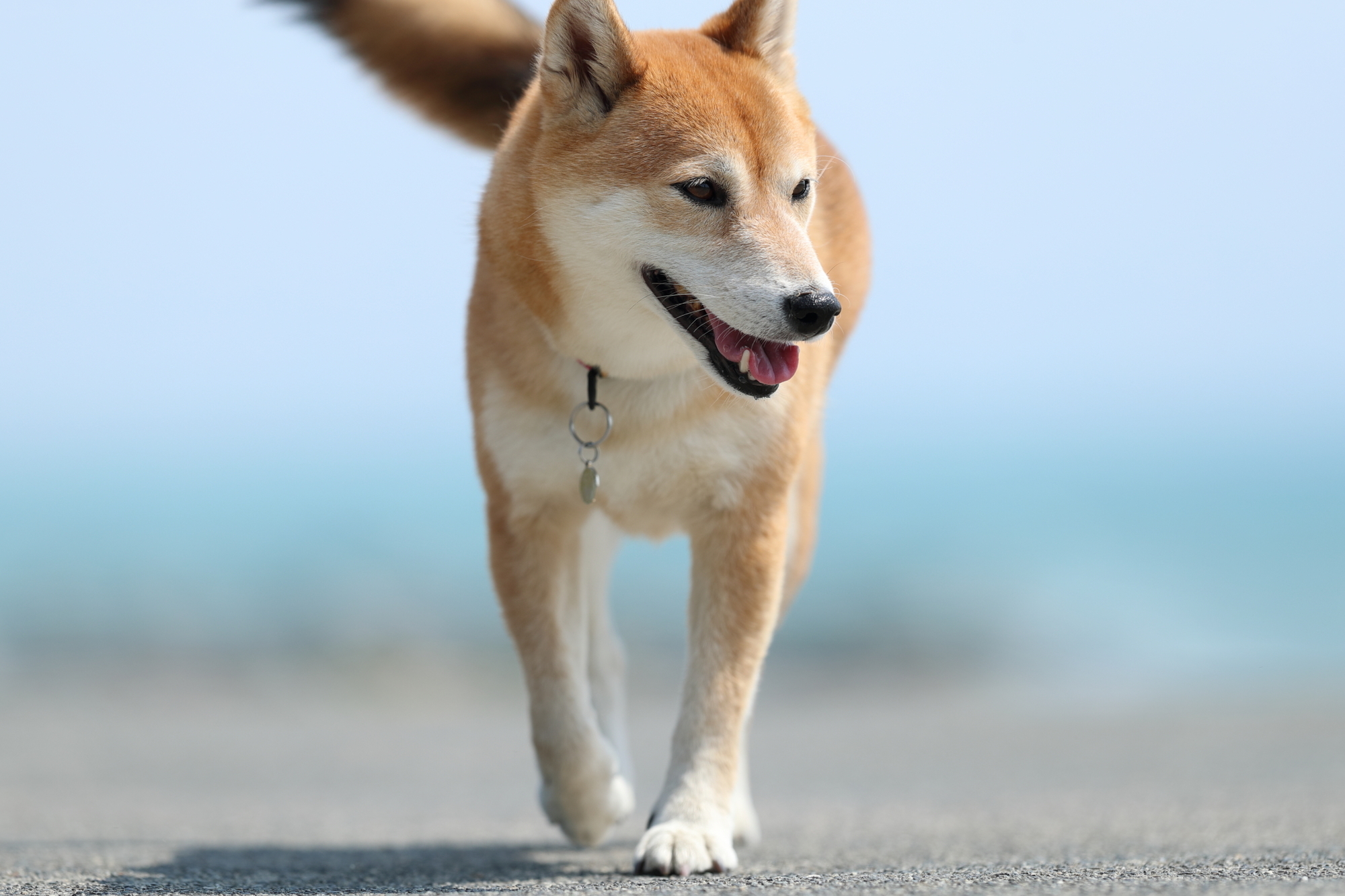 f:id:oneday71:20190718130941j:plain f:id:oneday71:20190718130941j:plain