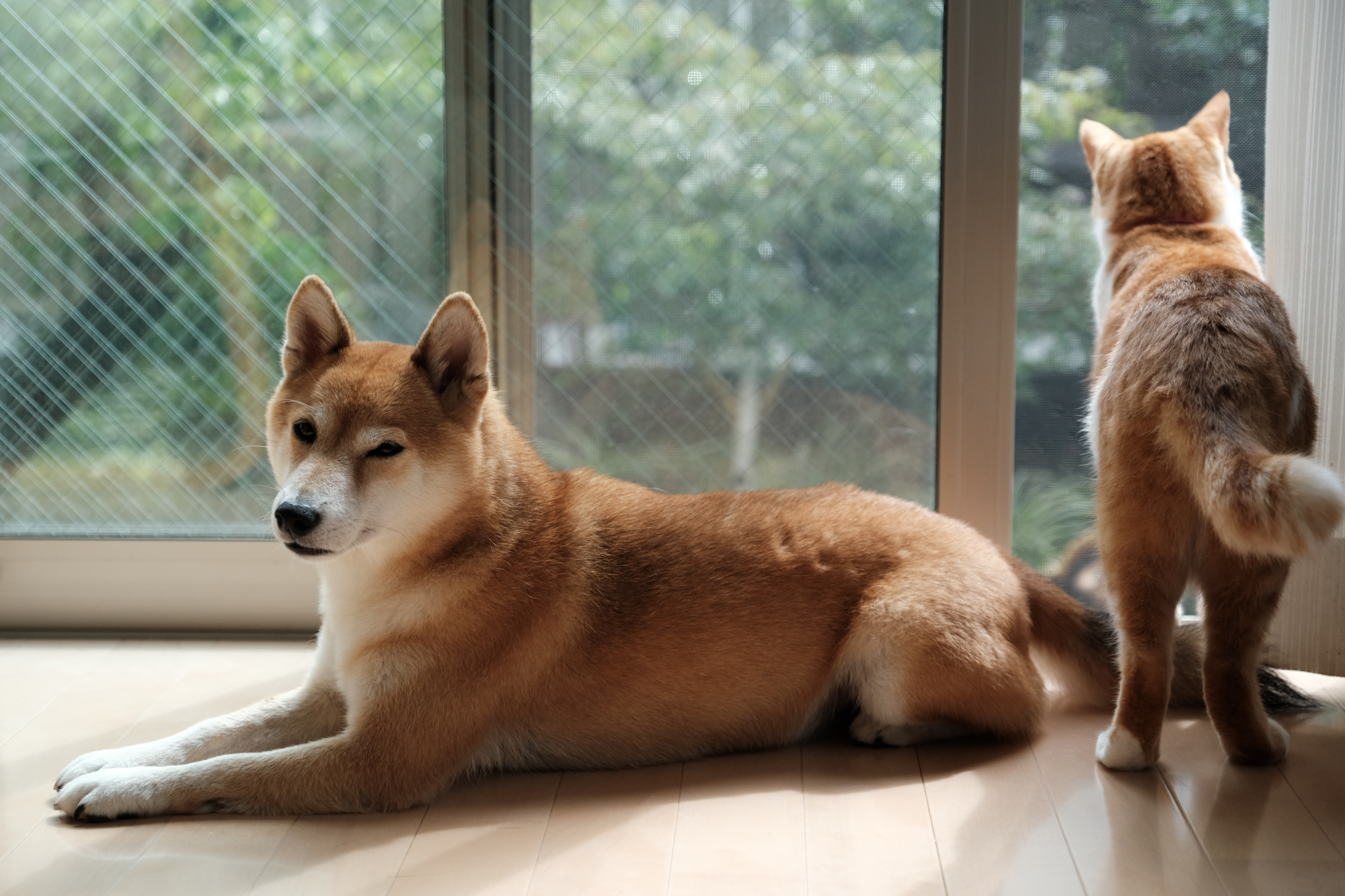 f:id:oneday71:20190731134014j:plain