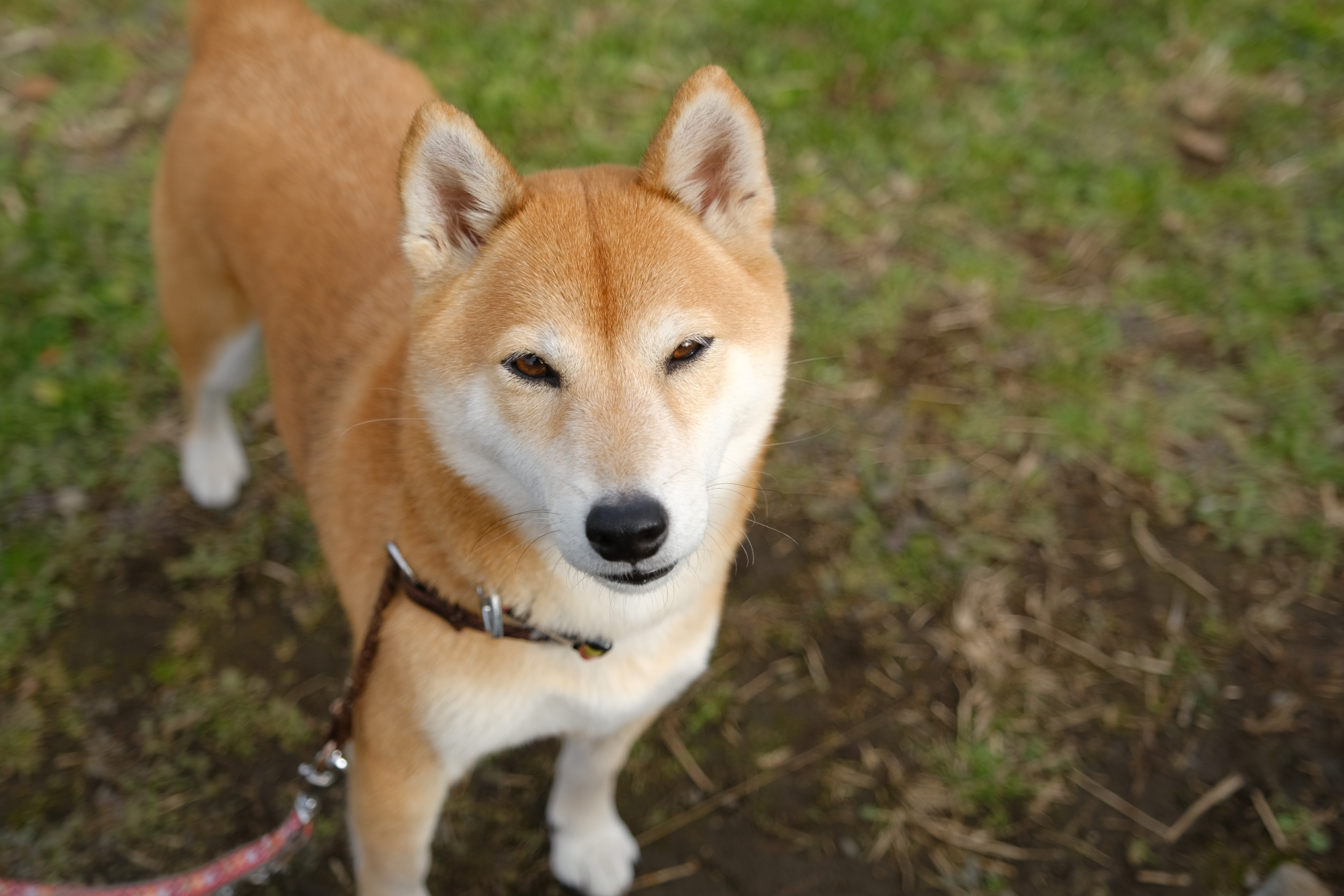 f:id:oneday71:20190731134034j:plain