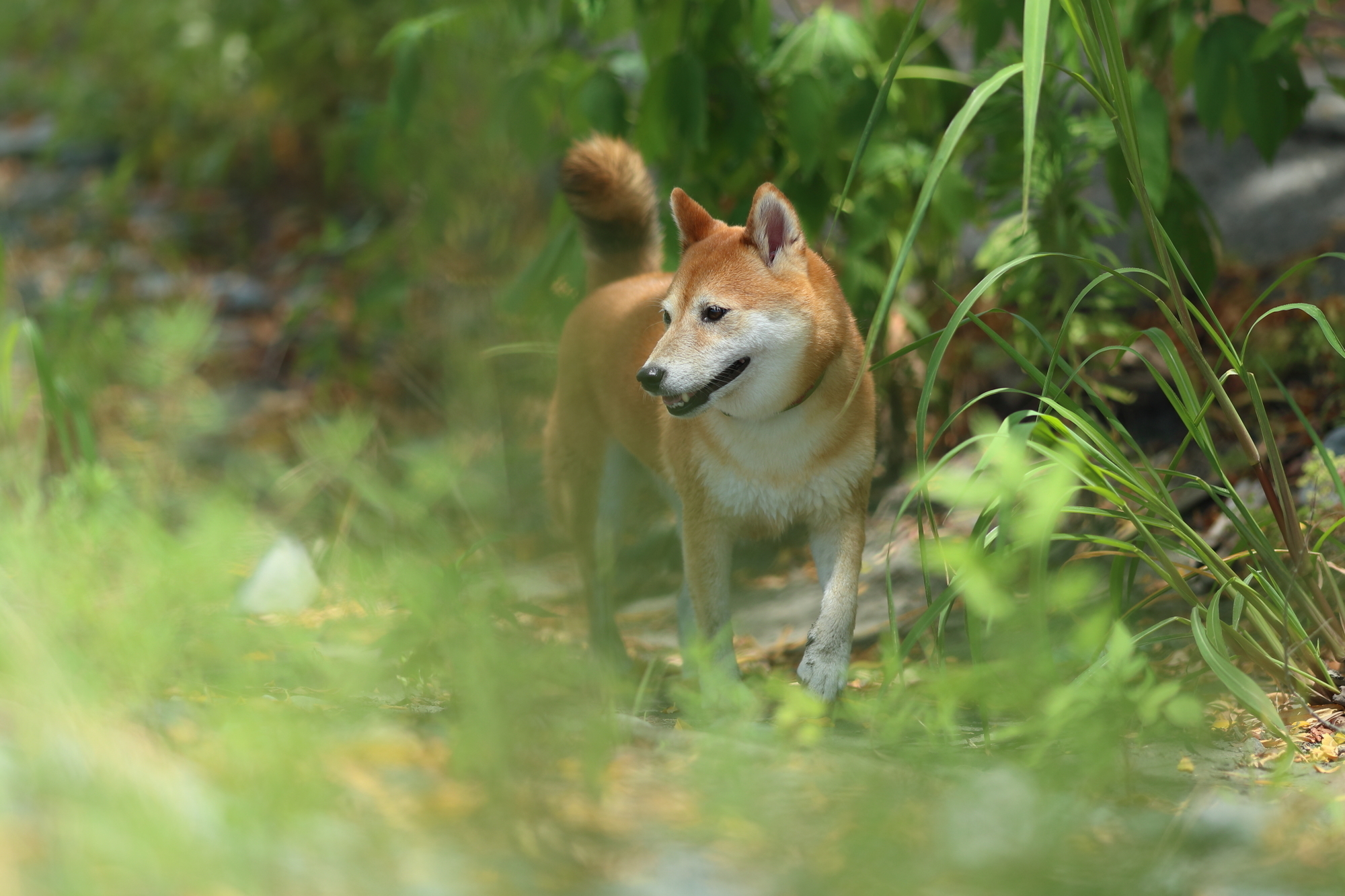 f:id:oneday71:20190817170542j:plain f:id:oneday71:20190817170542j:plain