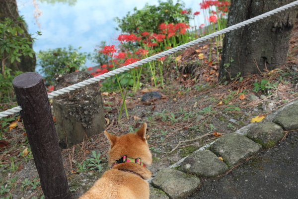 f:id:oneday71:20191003140532j:plain