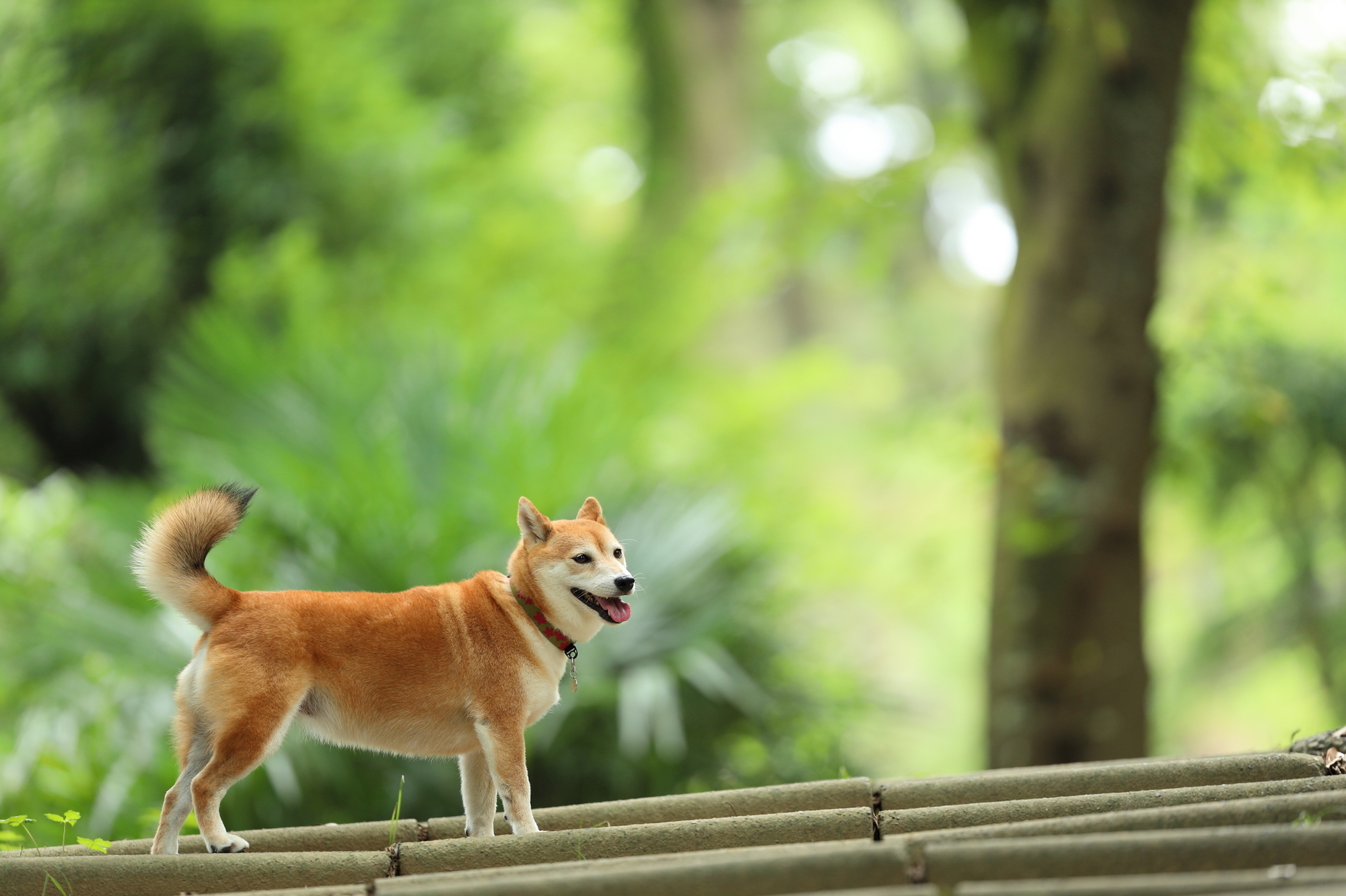 EF200mm F2L IS USM ※おまけ付き[ニーニー] EF200mm F2L IS USM ※おまけ付き[ニーニー]ヴィンテージ 通販