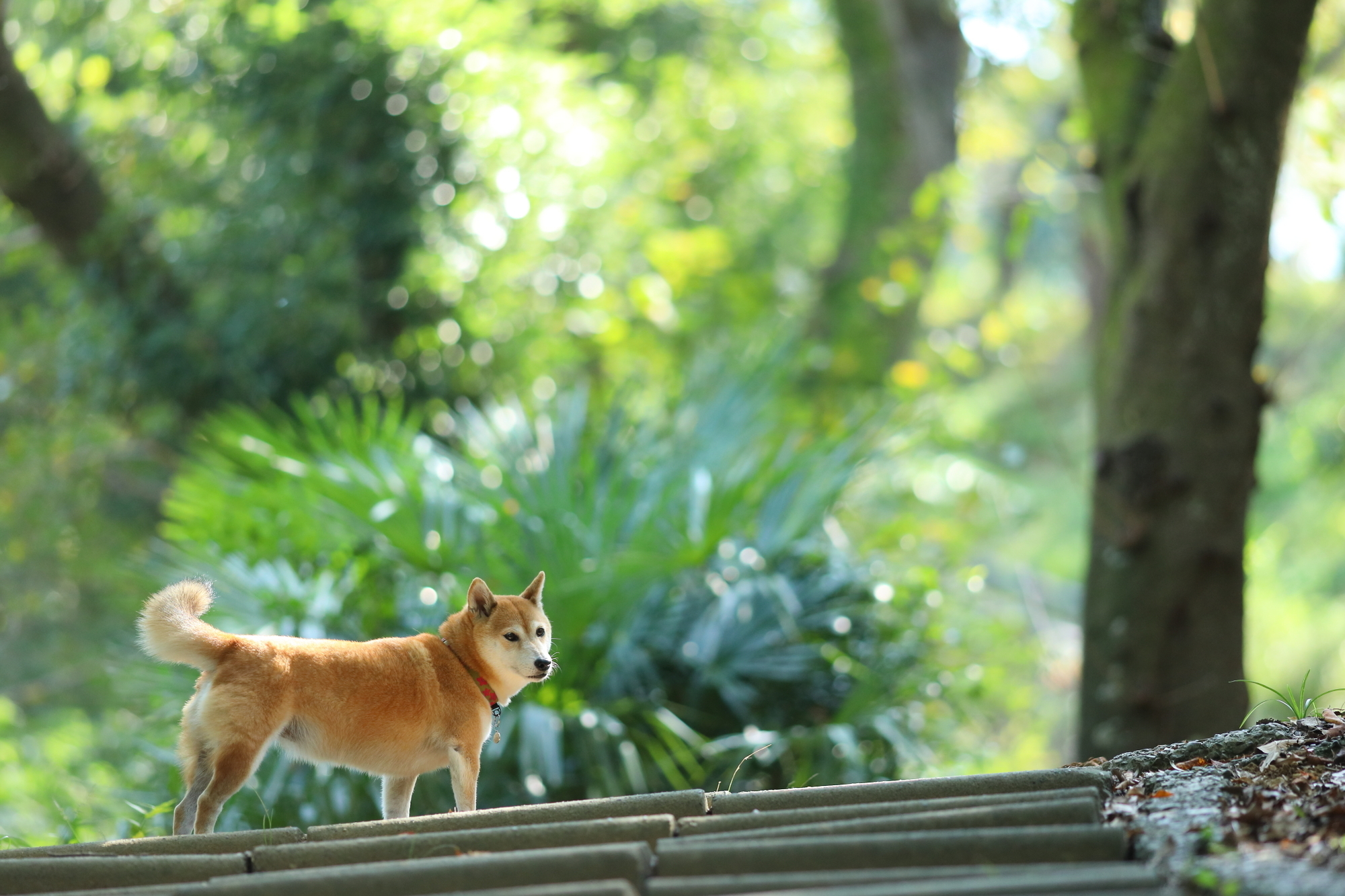 f:id:oneday71:20191120140310j:plain f:id:oneday71:20191120140310j:plain