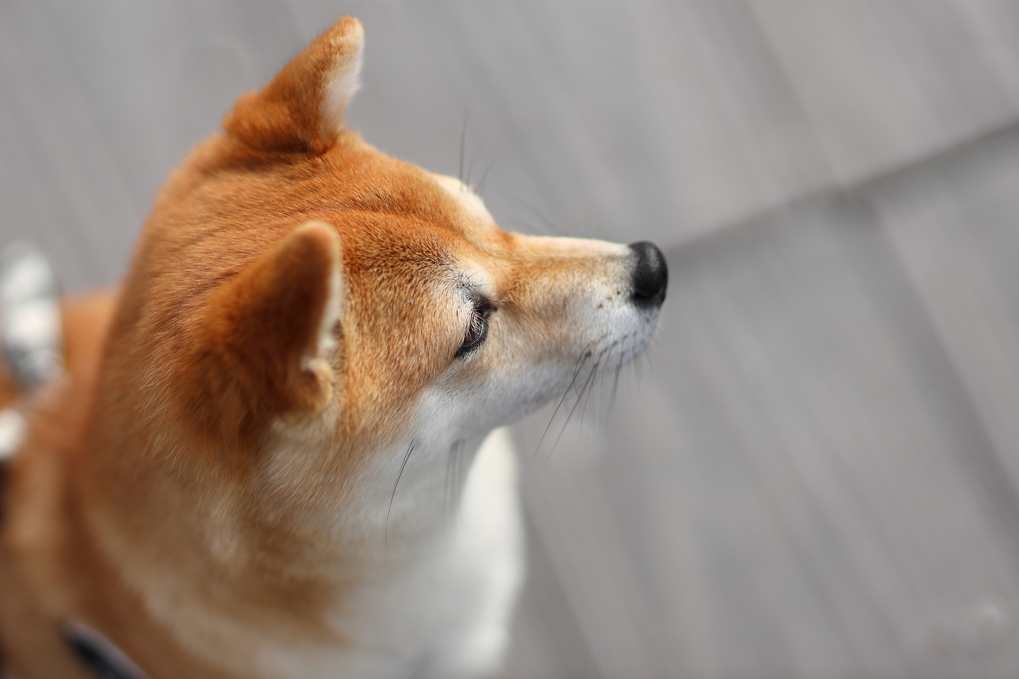 f:id:oneday71:20191203134043j:plain f:id:oneday71:20191203134043j:plain