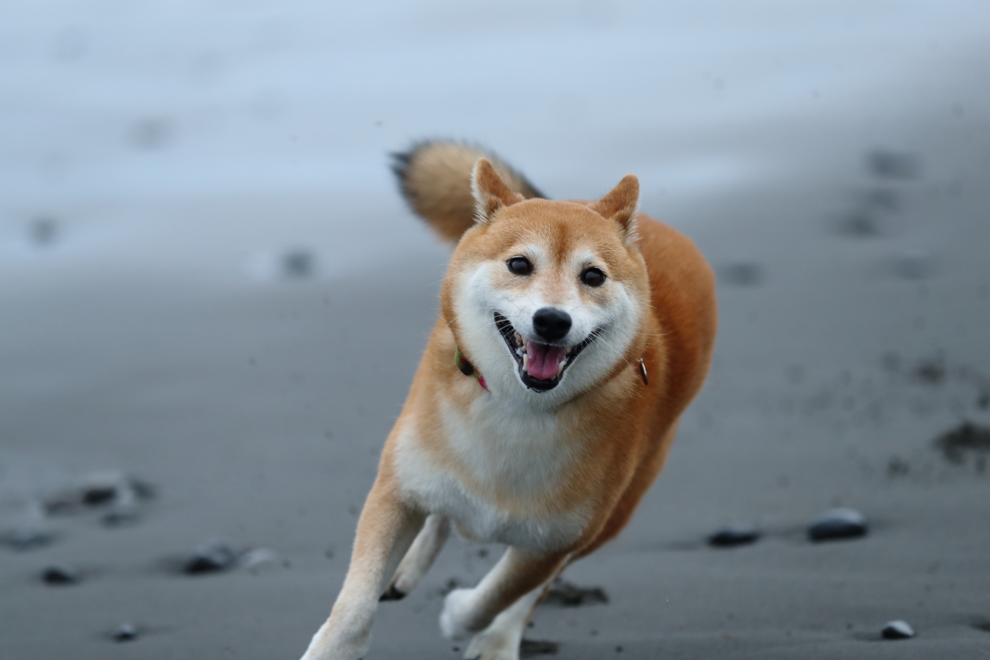 f:id:oneday71:20191230141405j:plain f:id:oneday71:20191230141405j:plain