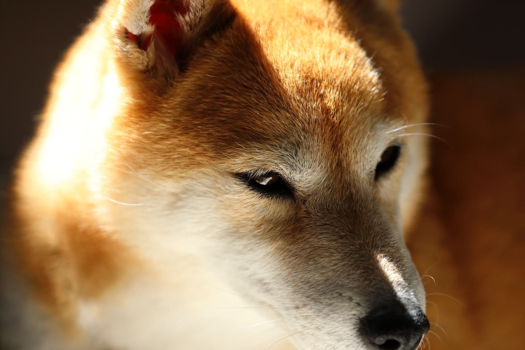 f:id:oneday71:20200423141959j:plain f:id:oneday71:20200423141959j:plain