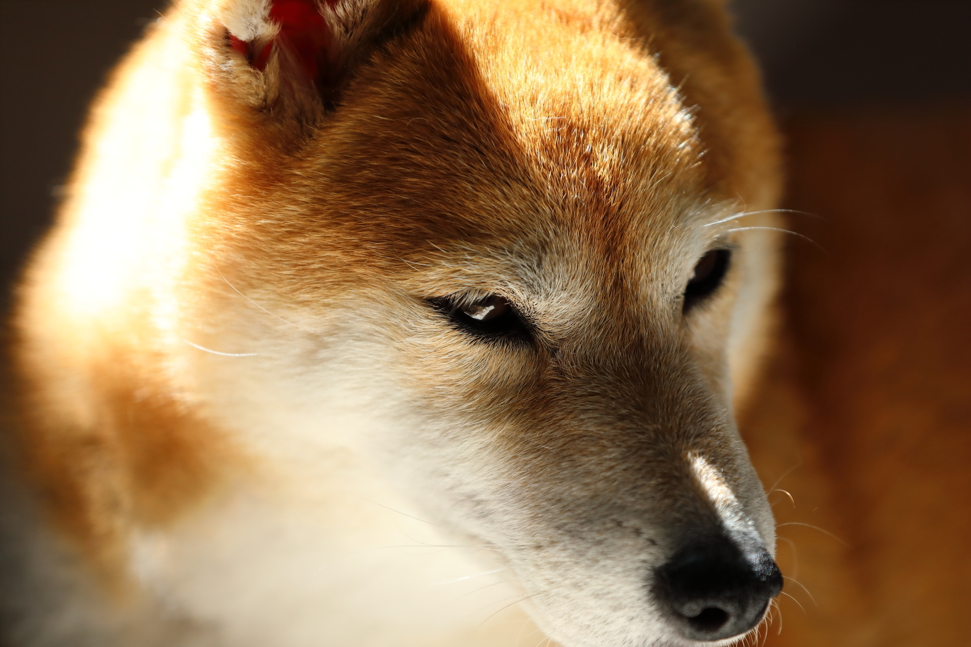 f:id:oneday71:20200423142006j:plain f:id:oneday71:20200423142006j:plain