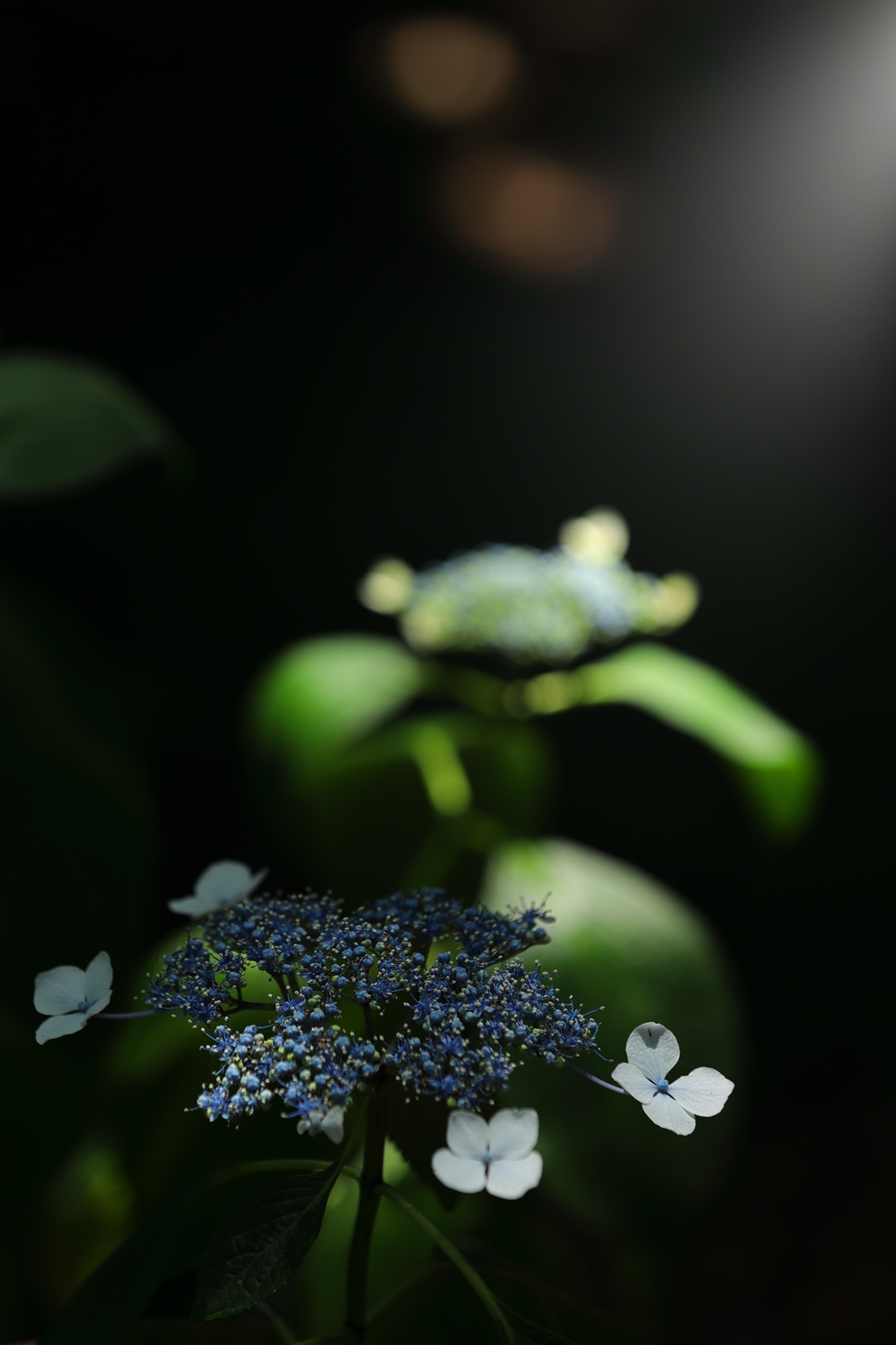 f:id:oneday71:20200608133253j:plain f:id:oneday71:20200608133253j:plain