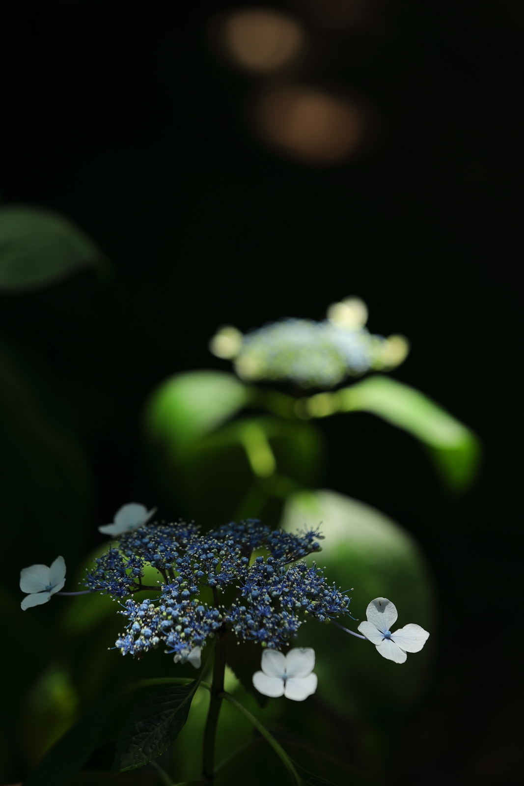 f:id:oneday71:20200608133302j:plain f:id:oneday71:20200608133302j:plain