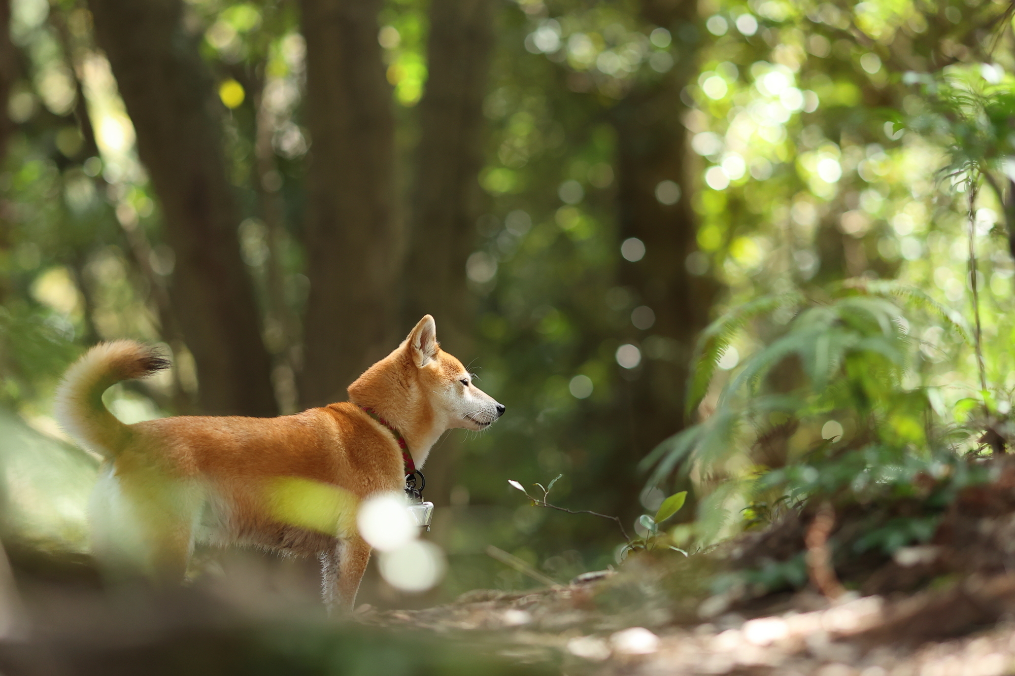 f:id:oneday71:20200711134936j:plain f:id:oneday71:20200711134936j:plain