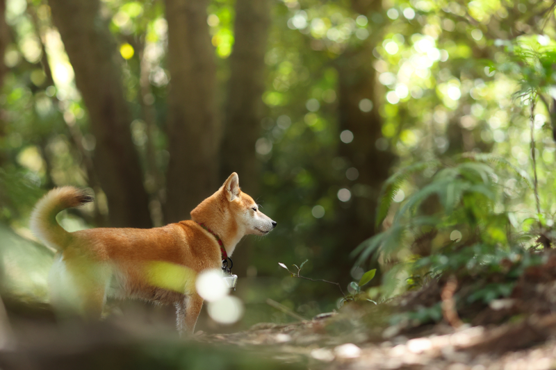 f:id:oneday71:20200711141301j:plain f:id:oneday71:20200711141301j:plain