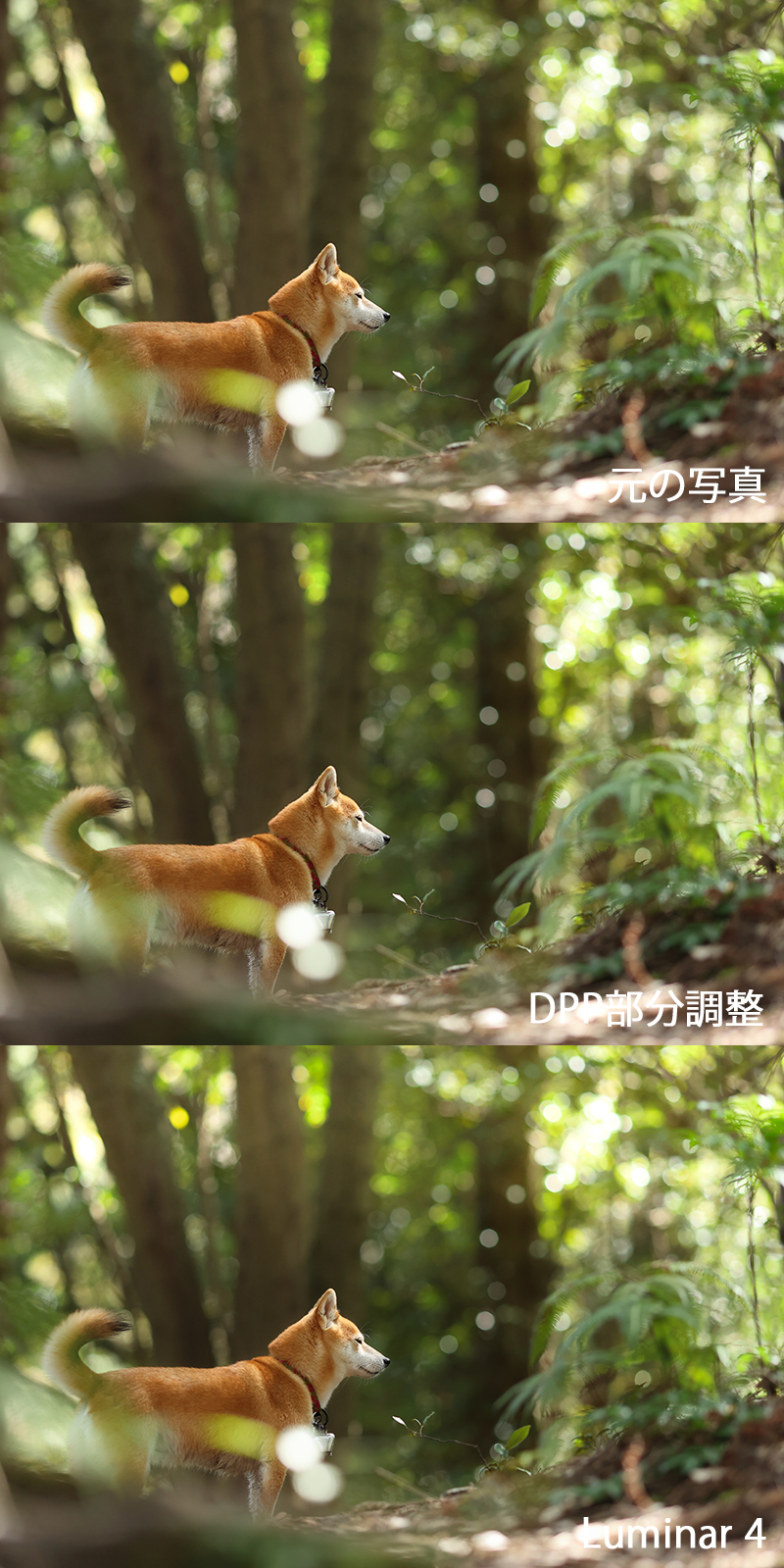 f:id:oneday71:20200711141700j:plain f:id:oneday71:20200711141700j:plain