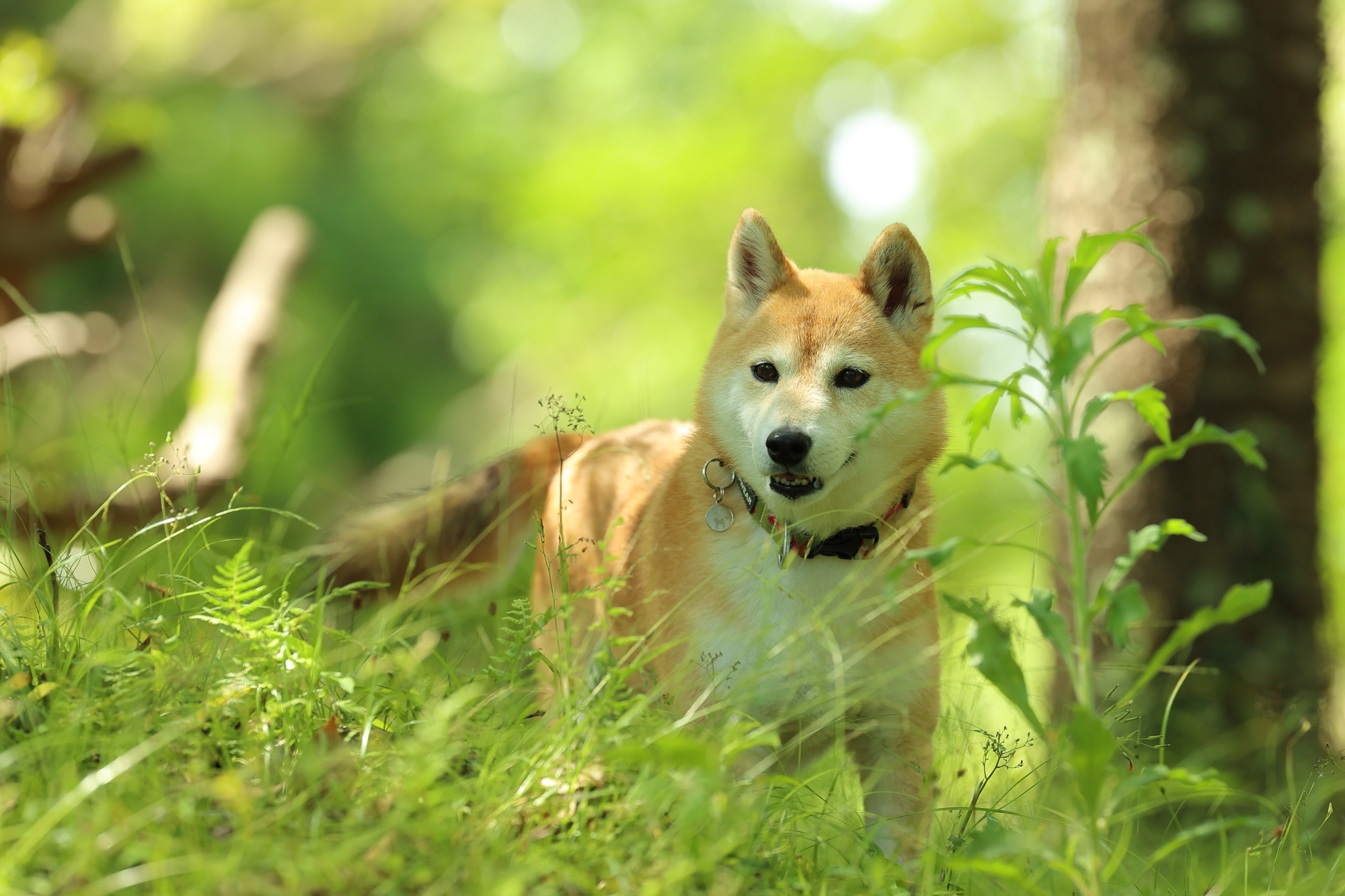 晩夏 ある日の写真