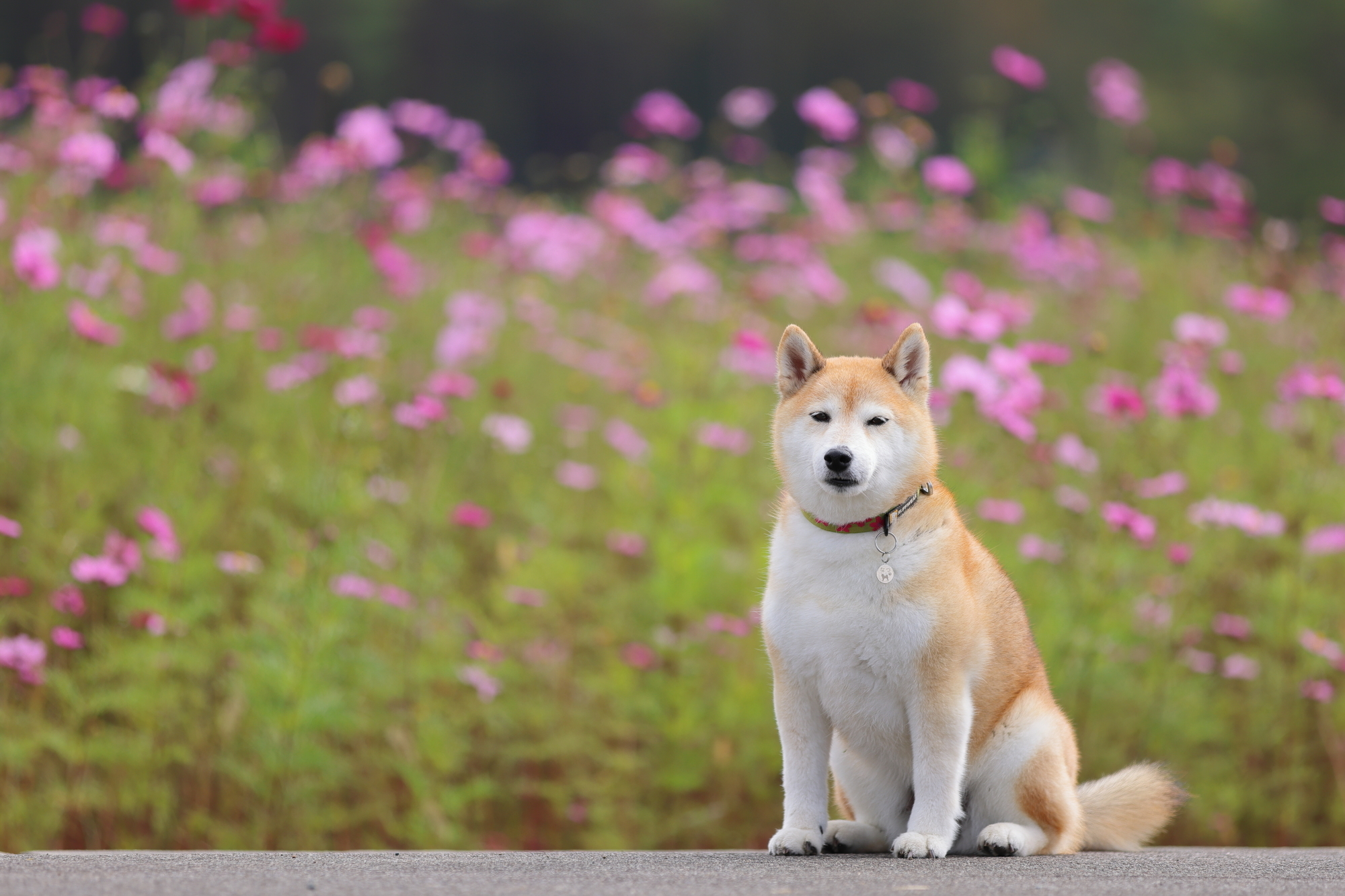 f:id:oneday71:20201022150504j:plain f:id:oneday71:20201022150504j:plain