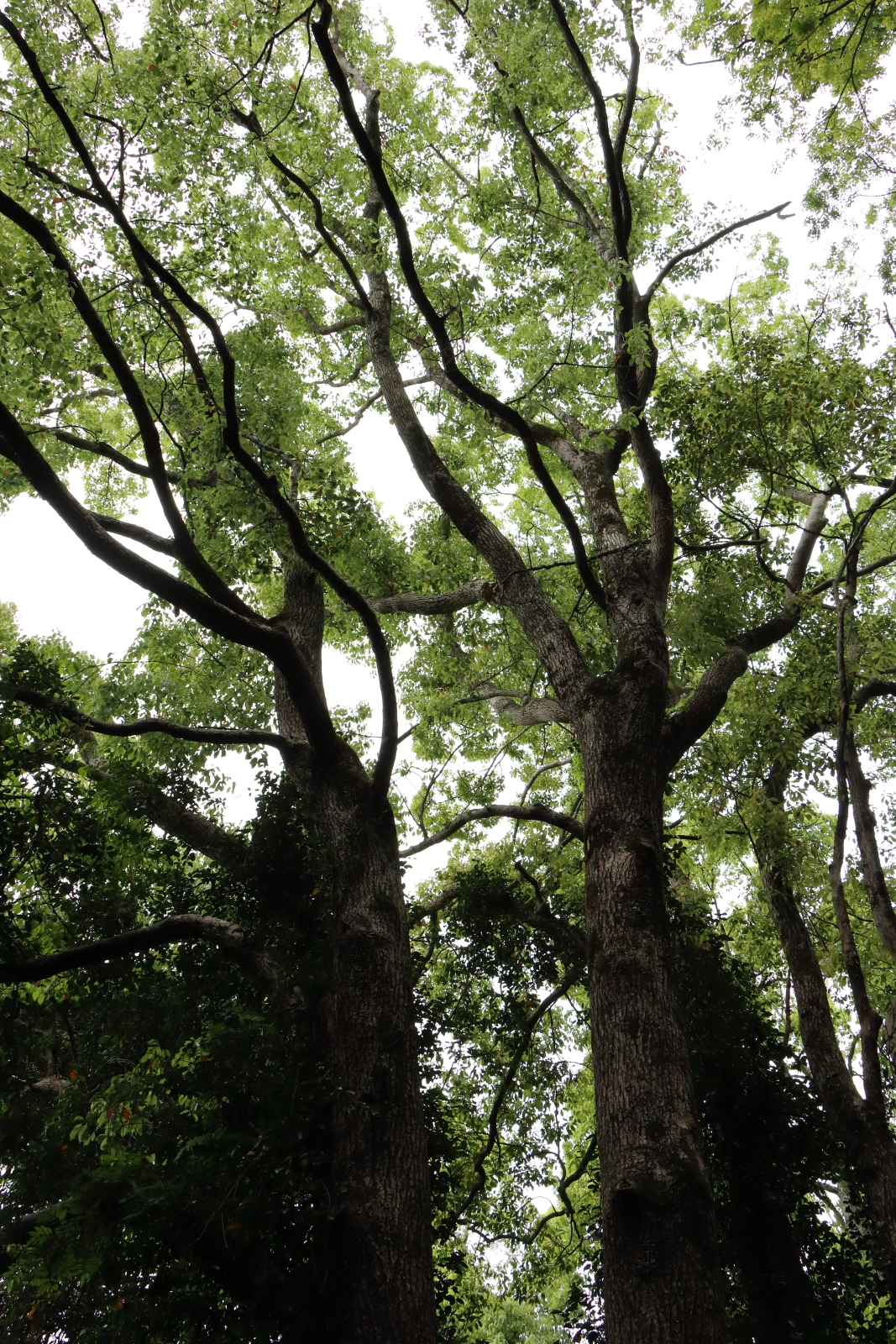 f:id:oneday71:20201201151302j:plain