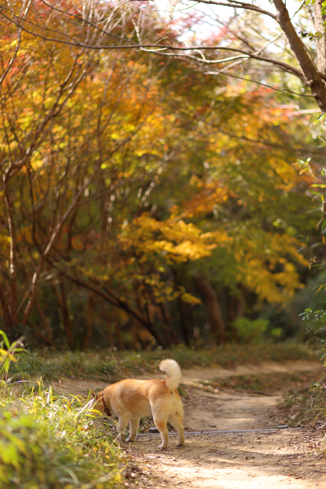 f:id:oneday71:20201219221144j:plain