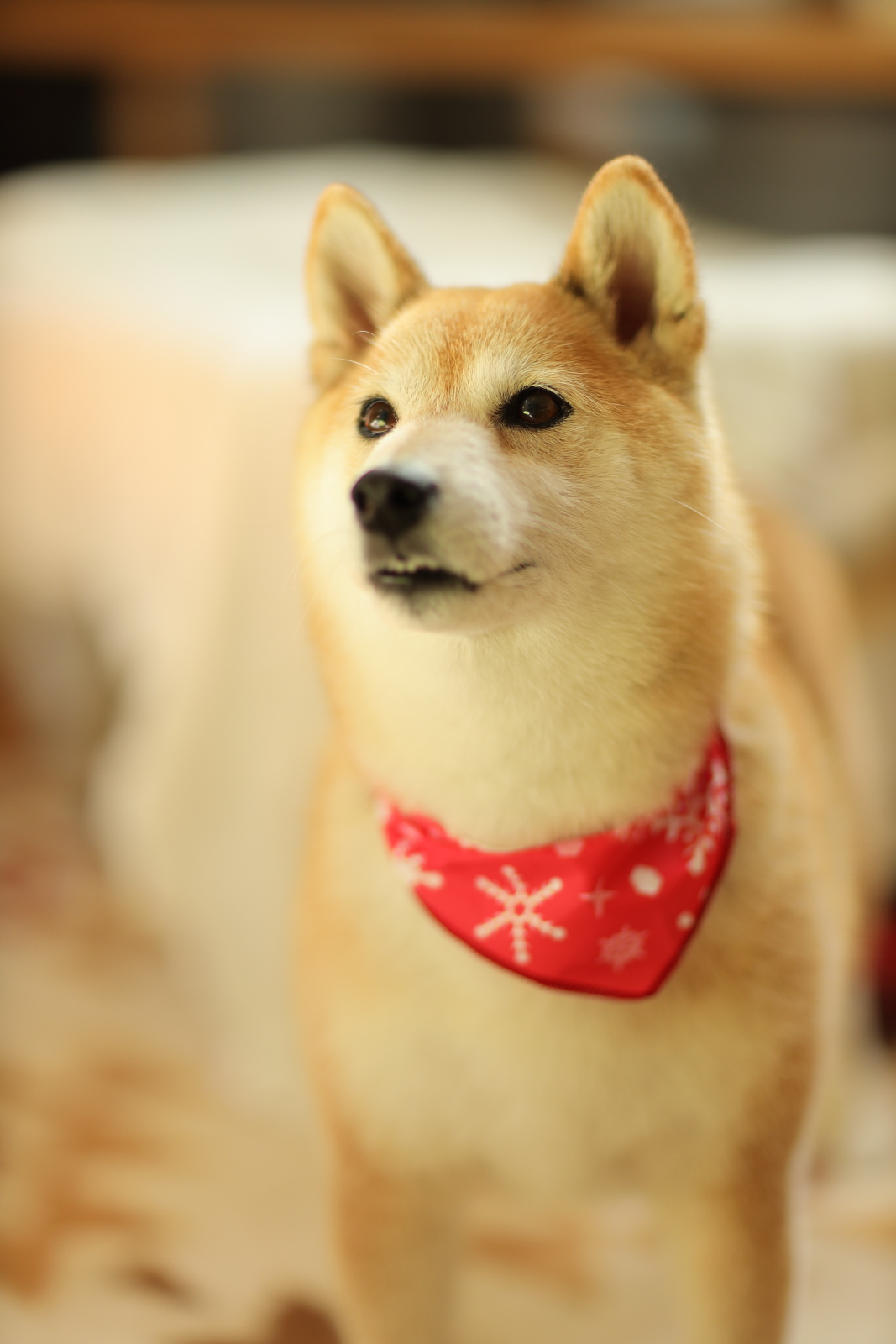 f:id:oneday71:20210120145006j:plain
