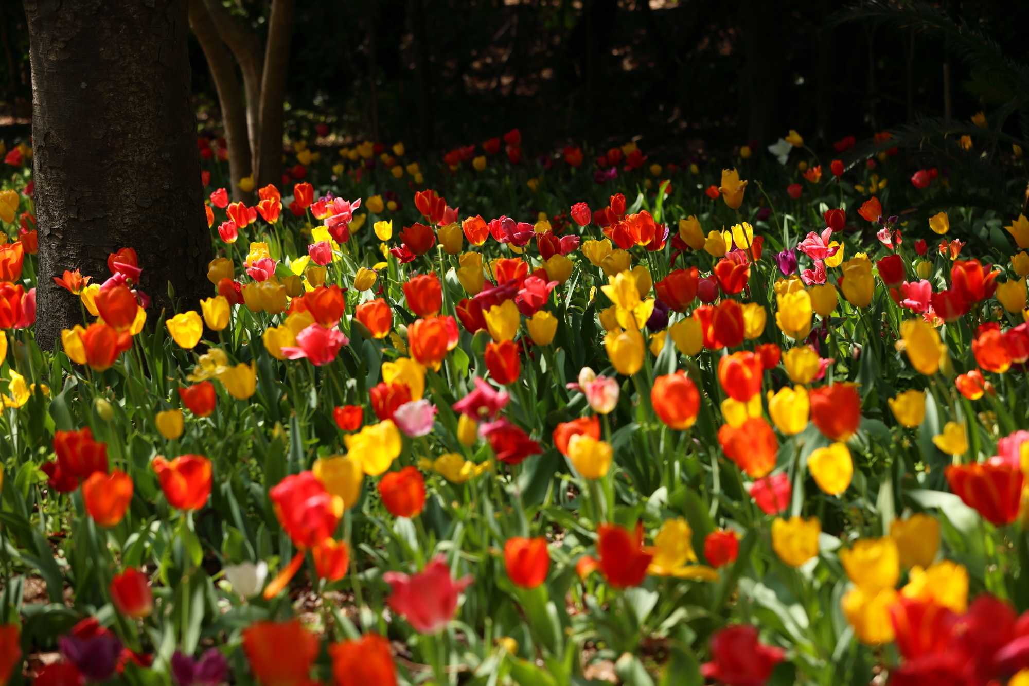 f:id:oneday71:20210402152404j:plain