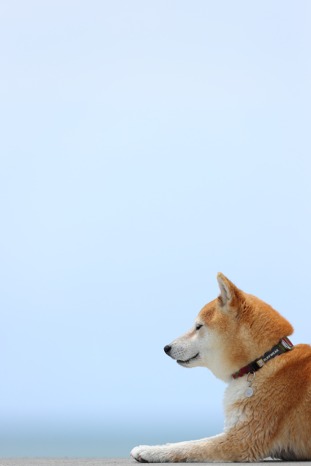 f:id:oneday71:20210509124241j:plain