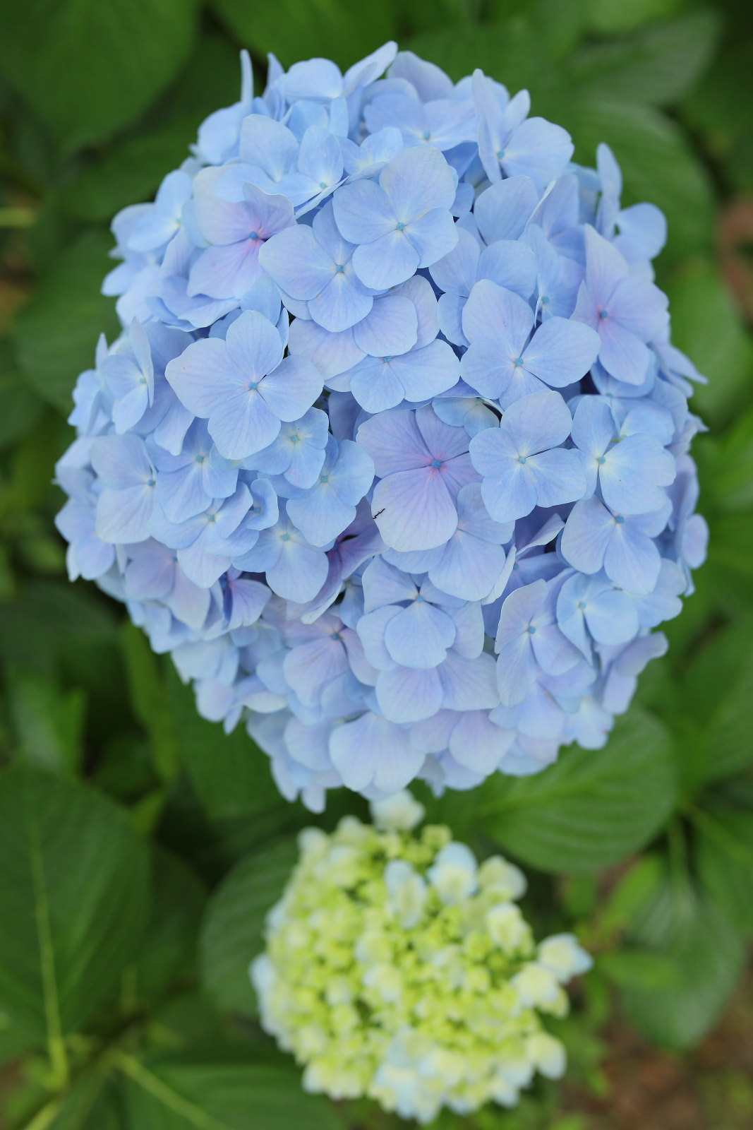 f:id:oneday71:20210613123538j:plain