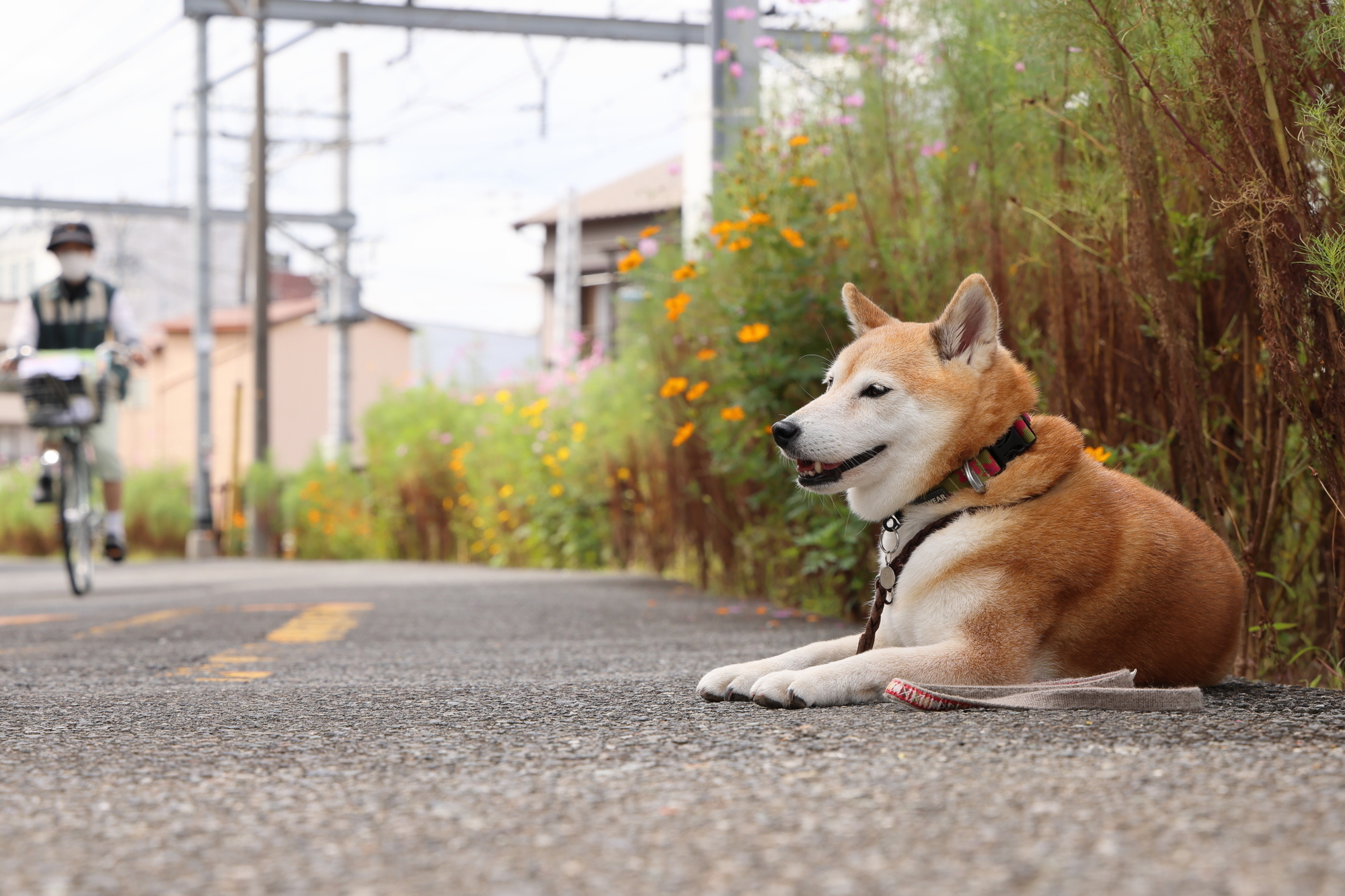 f:id:oneday71:20211010140951j:plain