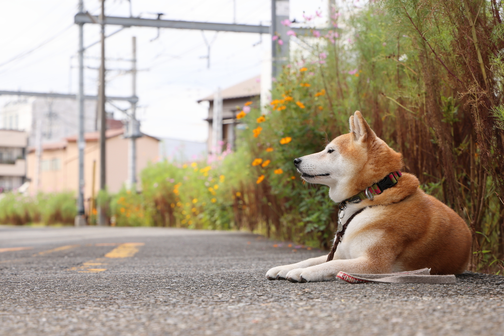 f:id:oneday71:20211010140957j:plain