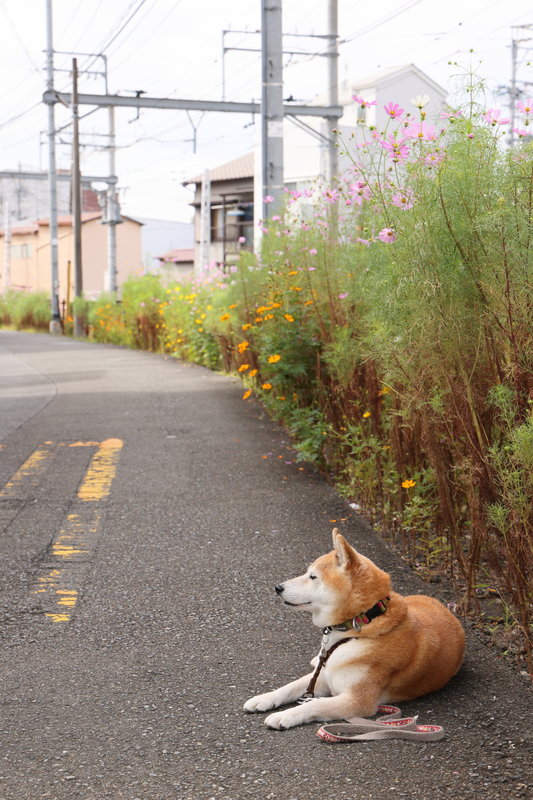 f:id:oneday71:20211010141003j:plain