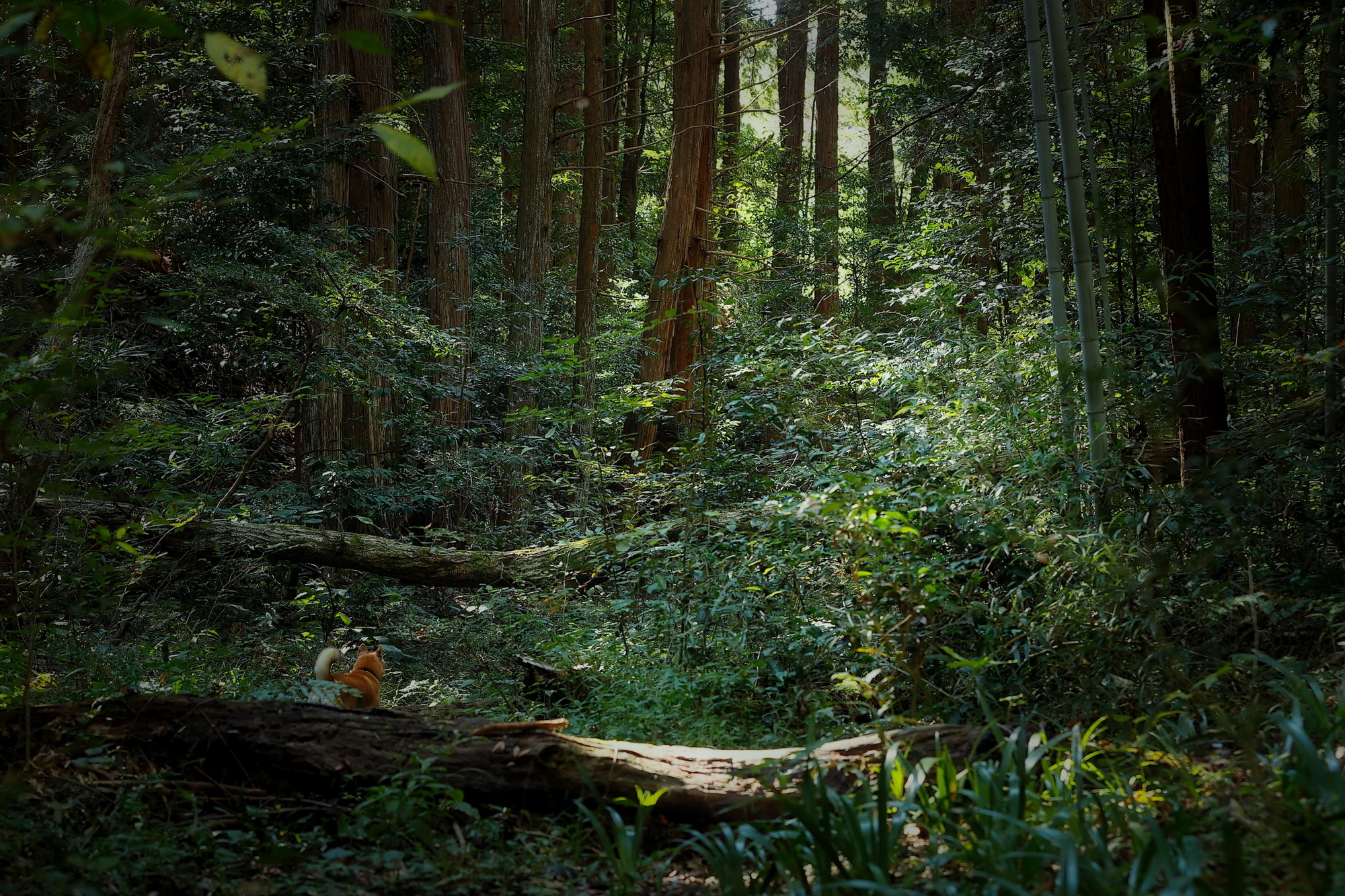 od19　静寂の森 静寂の森 - ある日の写真