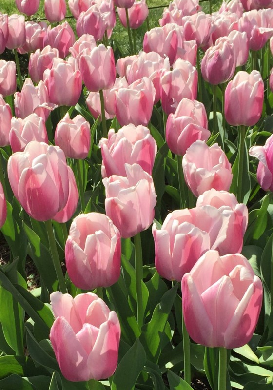 f:id:oneichan09:20160419152846j:image