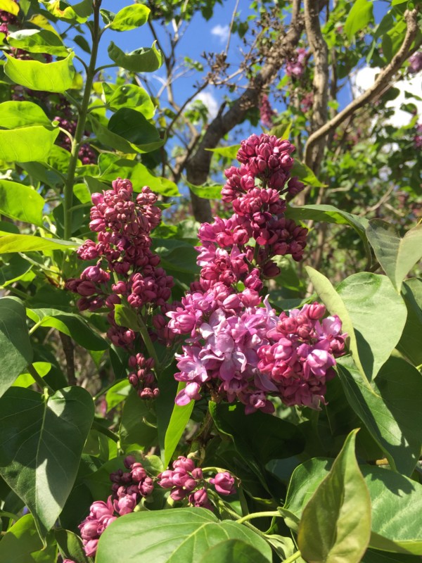 f:id:oneichan09:20160419154016j:image