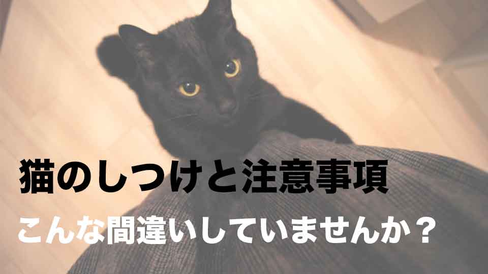 f:id:onekomae:20190710144001j:plain f:id:onekomae:20190710144001j:plain