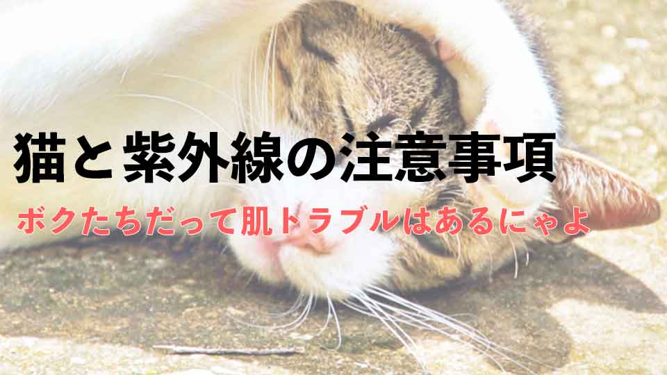 f:id:onekomae:20190812214800j:plain f:id:onekomae:20190812214800j:plain