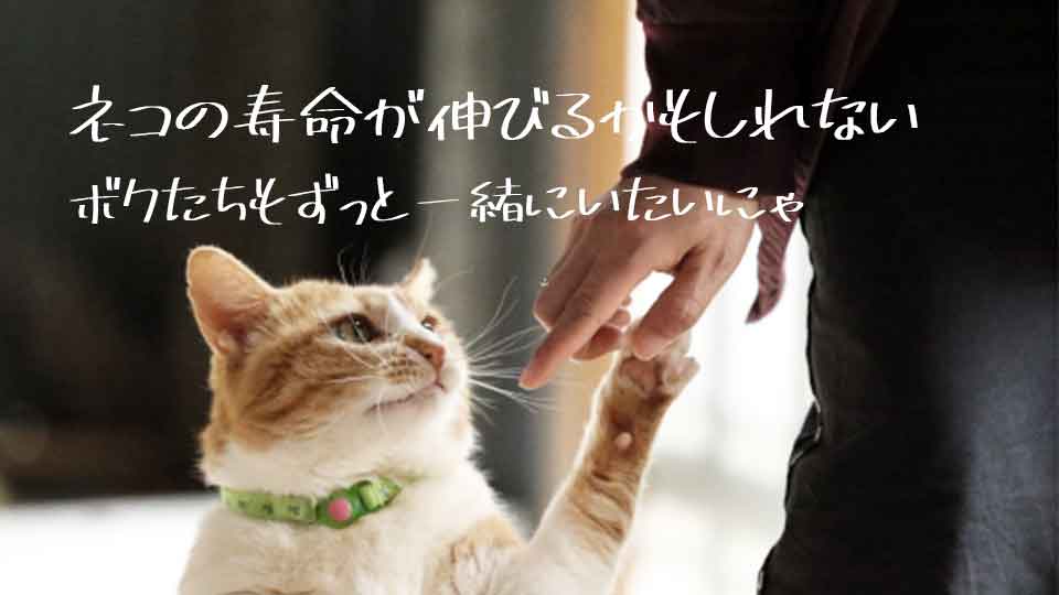 f:id:onekomae:20190901230652j:plain