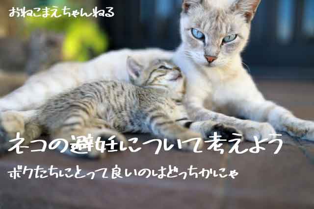 f:id:onekomae:20191010005520j:plain