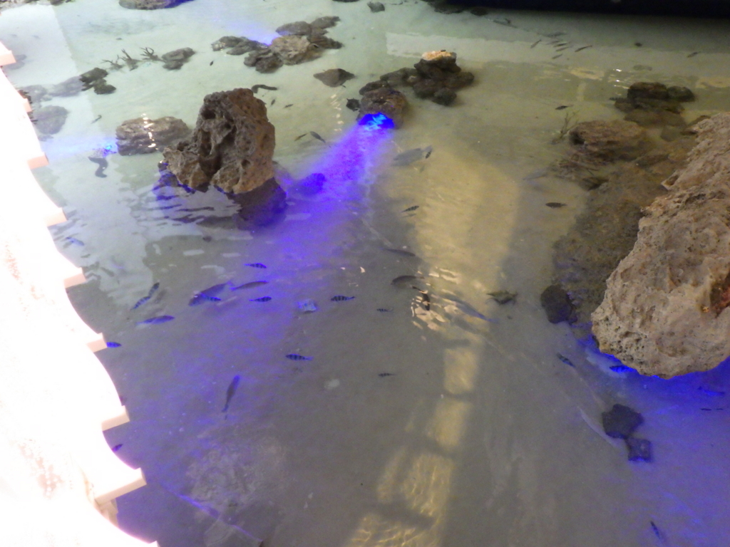 f:id:onemanwanderer:20170304235623j:plain