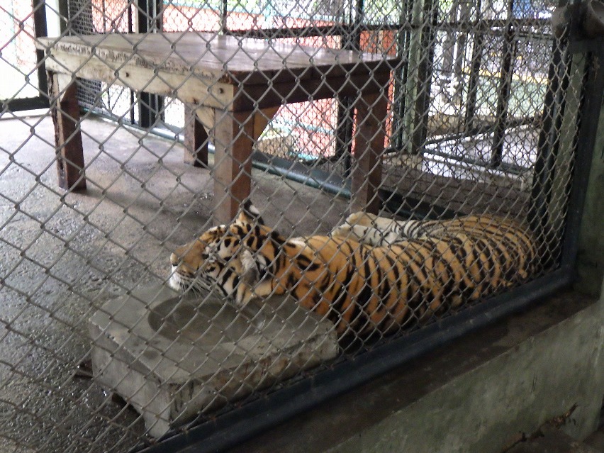 f:id:onemanwanderer:20190618100341j:plain f:id:onemanwanderer:20190618100341j:plain