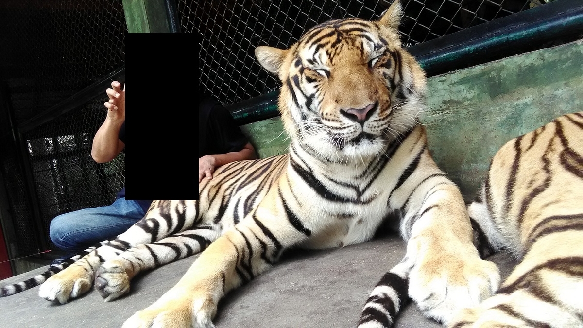 f:id:onemanwanderer:20190618101610j:plain f:id:onemanwanderer:20190618101610j:plain