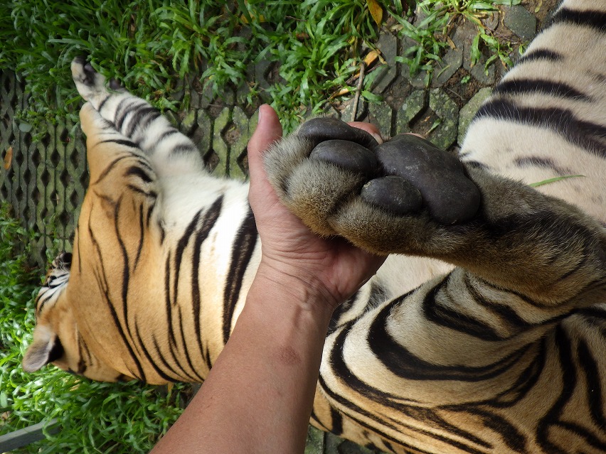 f:id:onemanwanderer:20190618101911j:plain f:id:onemanwanderer:20190618101911j:plain