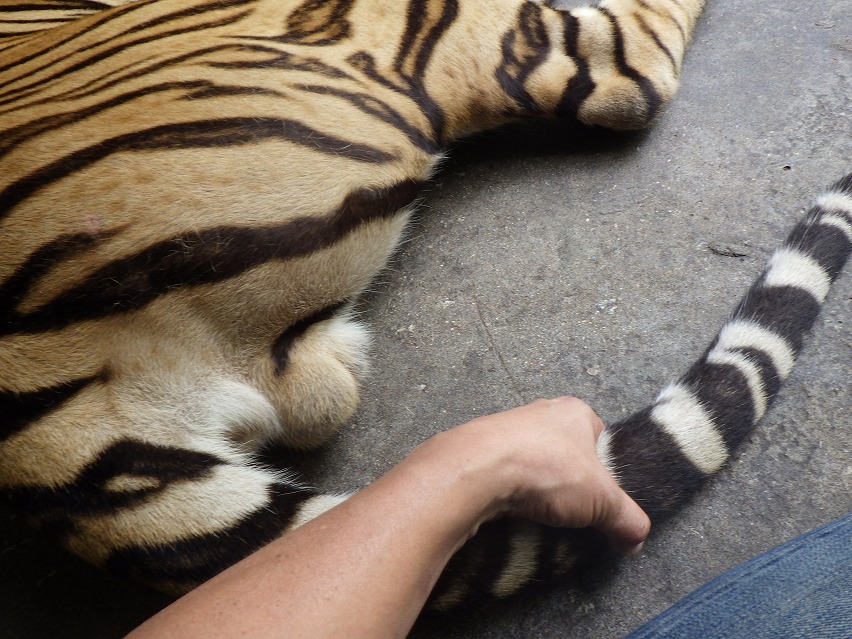 f:id:onemanwanderer:20190618101938j:plain f:id:onemanwanderer:20190618101938j:plain