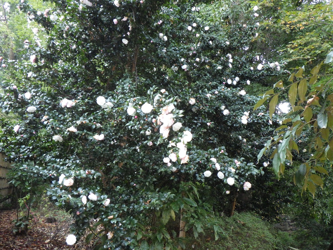 f:id:onemanwanderer:20191201064935j:plain f:id:onemanwanderer:20191201064935j:plain